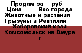 Продам за 50 руб. › Цена ­ 50 - Все города Животные и растения » Грызуны и Рептилии   . Хабаровский край,Комсомольск-на-Амуре г.